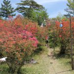 【てくてく歩記】「つつじ祭ウォーク」を心地よく巡る