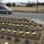 【てくてく歩記】ハボタンが彩る 霊山のふもと訪ねる9・5キロ