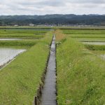 【てくてく歩記】草花が咲く田園風景 伊賀市・比自岐地区