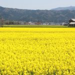【てくてく歩記】花々に誘われて 服部川南岸を一周 伊賀市・大山田西部