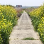 【てくてく歩記】目に映る晩春・初夏の花々 伊賀・服部町周辺