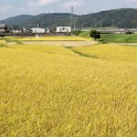 【てくてく歩記】秋の訪れ探して歩く 久米川沿いの風景