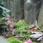 【てくてく歩記】名張市の中央部一周 「名張の湯」拠点に7・8キロ