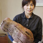 超特大サイズ収穫 11キロ超のムラサキイモ 伊賀市