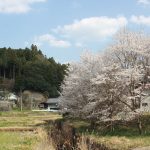 【てくてく歩記】満開の桜が迎える山間へ 伊賀市の古山・花垣地区を歩く