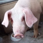 迷子の豚さん? 伊賀署