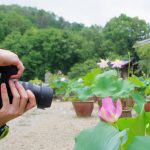 ハス開花 名張の青蓮寺で