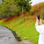 秋を彩るヒガンバナ 名張市黒田で