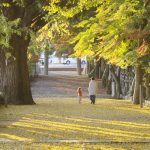 イチョウがつくり出す黄金色の参道 名張・積田神社