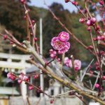春の訪れ 例年より早めの梅開花 名張市・杉谷神社