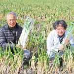 新特産品目指す「芭蕉ねぎ」 秋本天産物