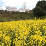 14日に菜の花まつり 島ヶ原温泉やぶっちゃで 伊賀