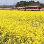 20万本の菜の花が見頃 名張市新田で