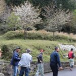 ヤマザクラ1千本へ 名張竜口「育てる会」