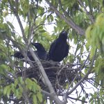 カラスの赤ちゃん3羽 間もなく巣立ち 名張市のユー事務所で