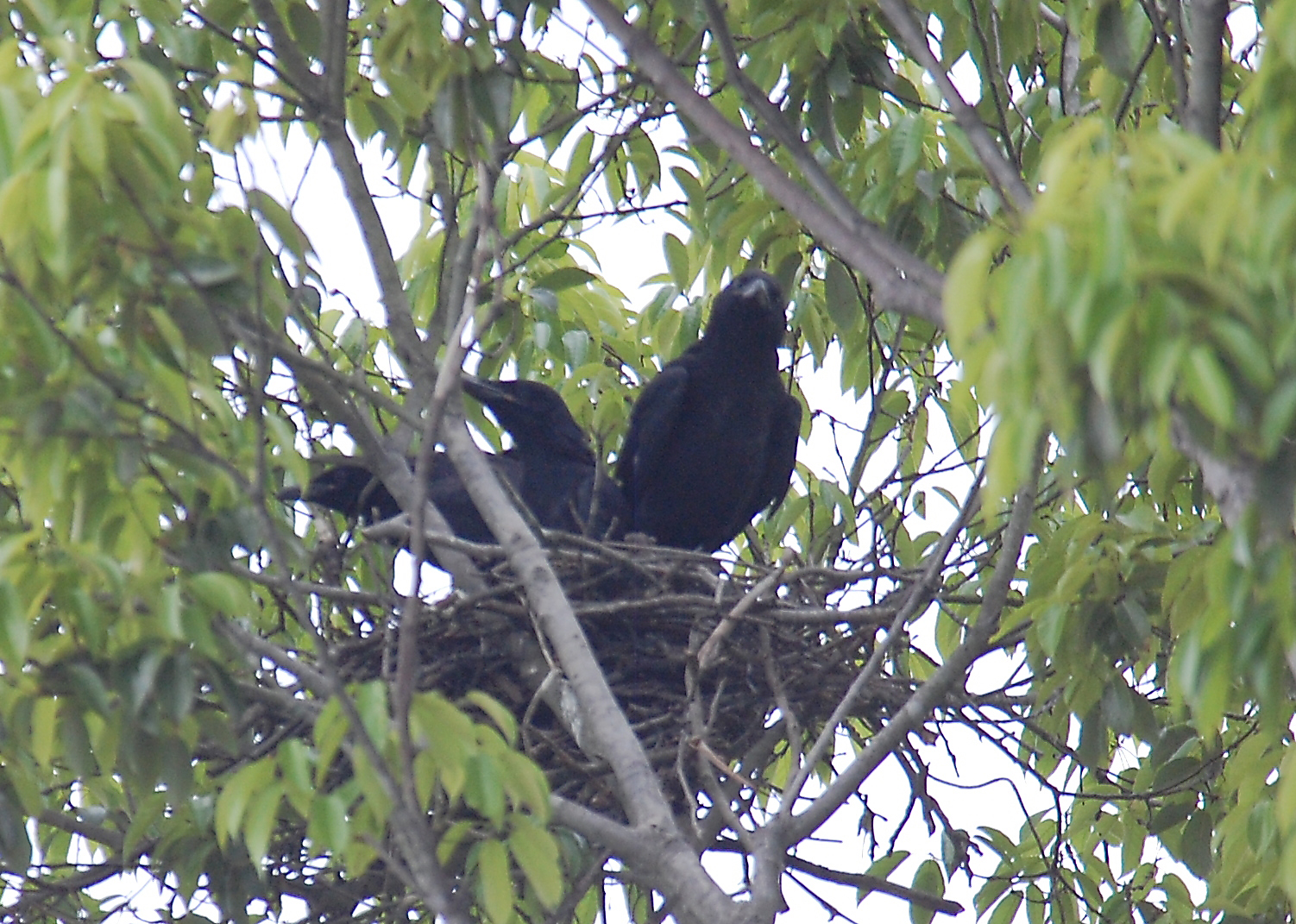 【人気ダウンロード！】 カラスの赤ちゃん 220641カラスの赤ちゃんの夢