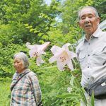 ササユリ開花「夏近づく」 名張市で