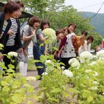 白いアジサイ「アナベル」開花 名張のアスピアで