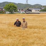 黄金色のじゅうたん 収穫期迎えた大麦畑