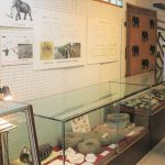 ワニがいたゾウもいた 柘植歴民館で企画展