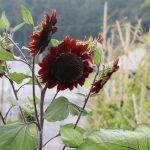 ワインレッドのヒマワリ開花 名張市蔵持町里