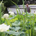 ハス開花 例年より多く 伊賀の持仏寺で