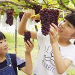 「採れたて味わって」 ブドウ狩り始まる 名張市青蓮寺