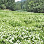 ハンゲショウ見頃 御杖村神末の群生地で