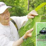 蜜吸うクモ 機関紙で論文発表 名張の岡田さん