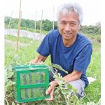 今年もできた四角スイカ 伊賀市・今森さん 栽培に挑戦