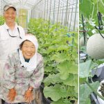 鉢植えメロン 特産品目指す 伊賀市の西川さん