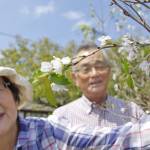 秋なのに桜満開 名張市下比奈知で