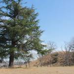 【てくてく歩記】春の花と巡る古墳や水路 名張・美旗地区南部