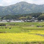 【てくてく歩記】菜の花や田植えの風景 伊賀市 甲野・希望ケ丘・炊村