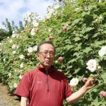 色が変わる花 スイフヨウ見頃 名張市安部田で