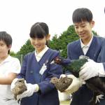 キジ放鳥「元気に育って」 名張の薦原小