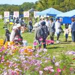 恒例「コスモス祭り」 20日・伊賀市比自岐で