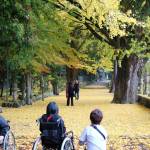 イチョウ落葉 参道は黄金色に 名張・積田神社