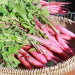 片平あかね試食販売 23日・山添村