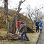 元気に咲いてね 桜の木に肥料まく 名張中央公園で
