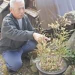 100年に1度?竹の花が咲いた 名張市の福島さん方で