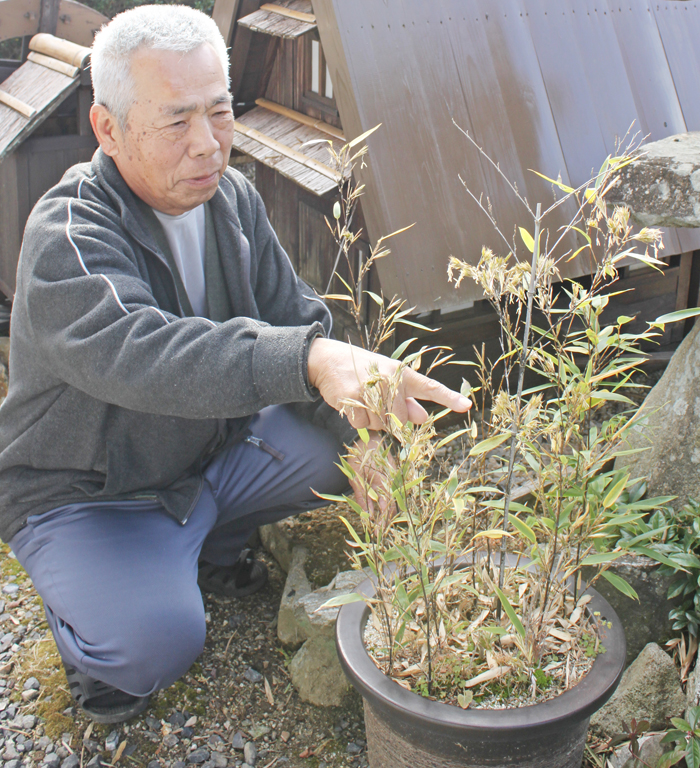 100年に1度 竹の花が咲いた 名張市の福島さん方で 伊賀タウン情報 You