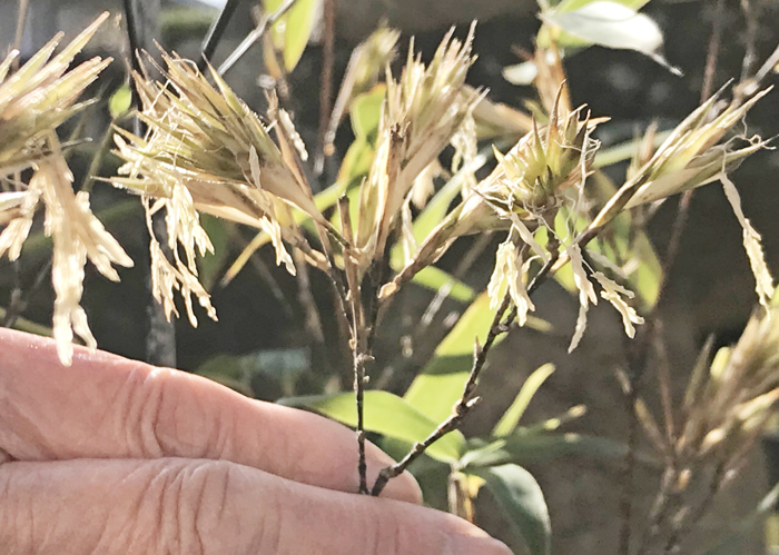 100年に1度?竹の花が咲いた 名張市の福島さん方で | 【伊賀タウン情報 YOU】