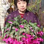 鮮やかに開花 シャコバサボテン 伊賀市の福山さん方で