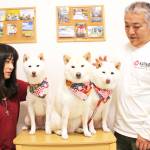3匹の白柴 今年も一緒 名張・大野さん家族