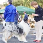 日常はコリーとともに 宇陀市の小田さん