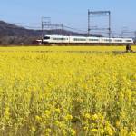 春の訪れ 菜の花見頃 名張市矢川で