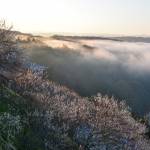 月ヶ瀬「梅まつり」 16日からイベント