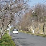 名張桜まつりが初の中止 新型コロナ対策で