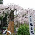 降り注ぐしだれ桜が見頃 名張市の延寿院